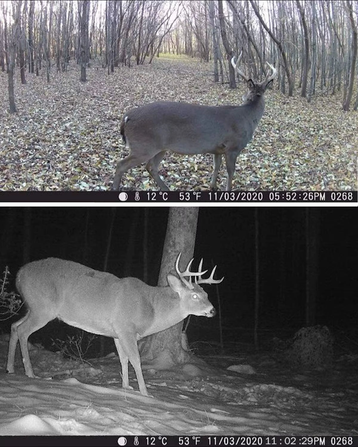 Caméra de Chasse HC810M - sans Fil 20MP : Vision Nocturne et Détection 120°