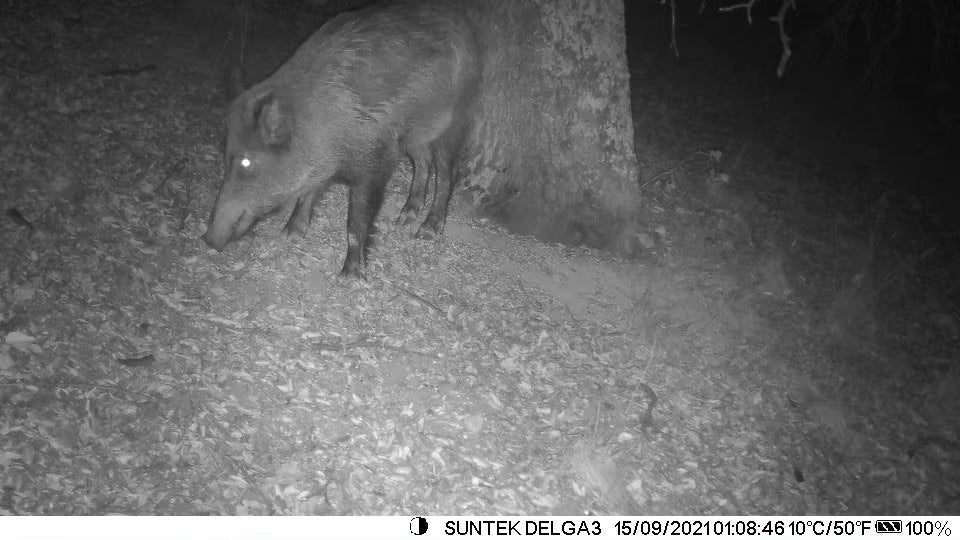 Caméra de Chasse 4G 36MP 4K avec Vision Nocturne et Contrôle APP