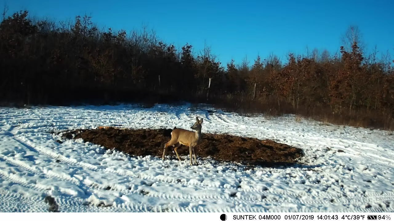 Caméra de Chasse HC810M - sans Fil 20MP : Vision Nocturne et Détection 120°