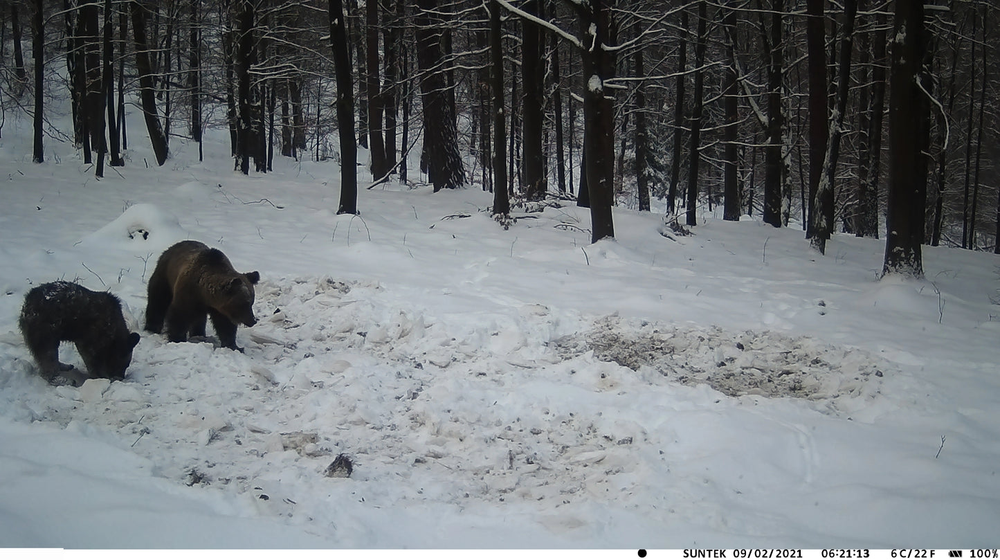 Caméra de Chasse 4G 36MP 4K avec Vision Nocturne et Contrôle APP