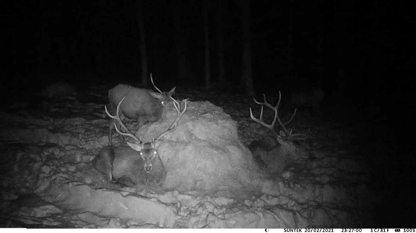 Caméra de Chasse 4G 36MP 4K avec Vision Nocturne et Contrôle APP