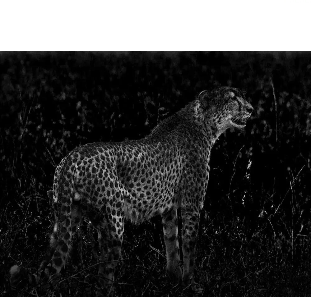 Caméra de Chasse Miniature Mini600 - 20MP avec Vision Nocturne Infrarouge