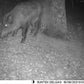 Caméra de Chasse 4G 36MP 4K avec Vision Nocturne et Contrôle APP