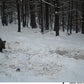 Caméra de Chasse 4G 36MP 4K avec Vision Nocturne et Contrôle APP