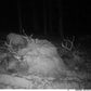 Caméra de Chasse 4G 36MP 4K avec Vision Nocturne et Contrôle APP