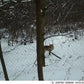 Caméra de Chasse HD HC-801Y - 20MP Vision Nocturne IP66 pour Observations Nocturnes