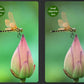 Jumelles 20x50 Professionnelles Étanches avec Prisme BAK4 pour Observation Longue Distance