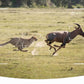Caméra de Chasse HD HC-801Y - 20MP Vision Nocturne IP66 pour Observations Nocturnes